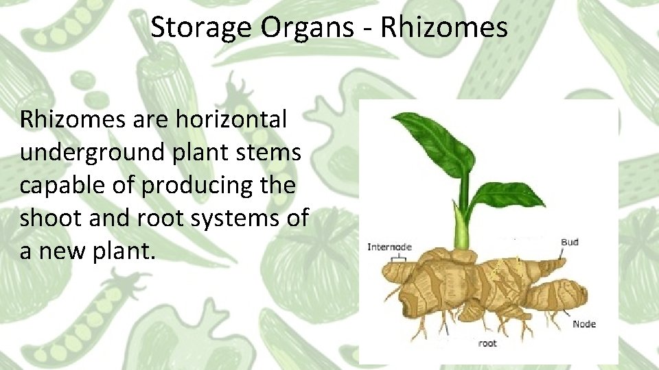 Storage Organs - Rhizomes are horizontal underground plant stems capable of producing the shoot Storage Organs - Rhizomes are horizontal underground plant stems capable of producing the shoot