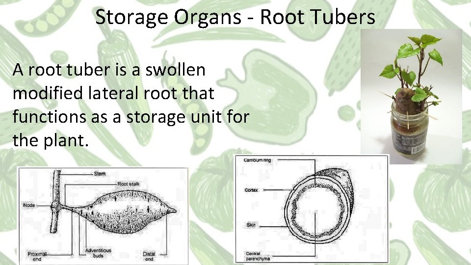 Storage Organs - Root Tubers A root tuber is a swollen modified lateral root