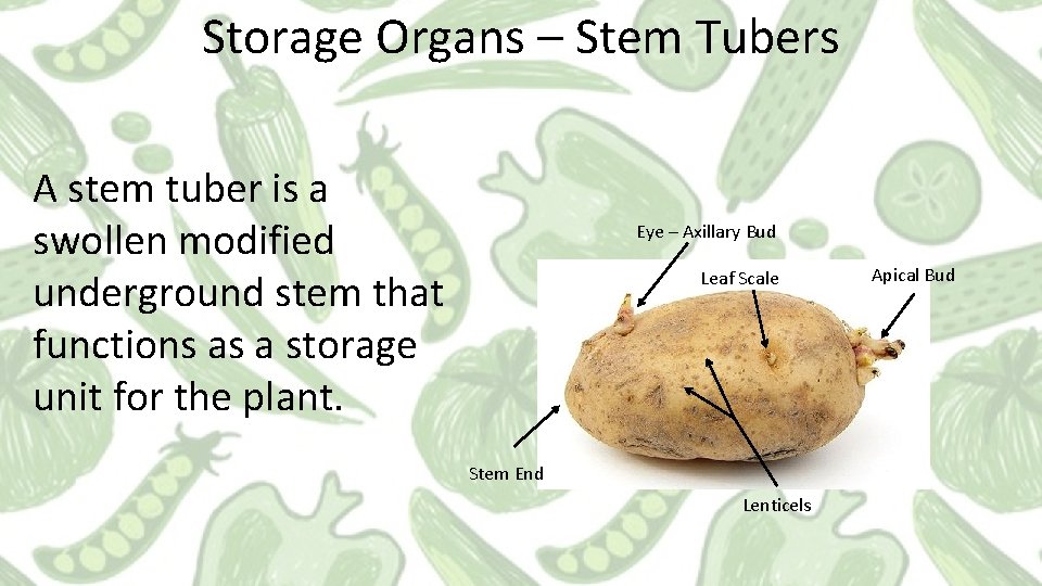 Storage Organs – Stem Tubers A stem tuber is a swollen modified underground stem