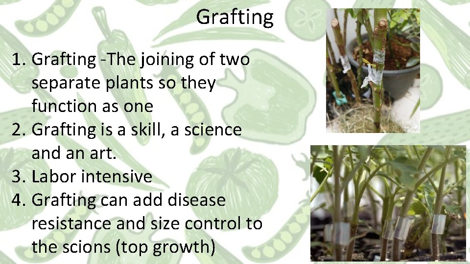 Grafting 1. Grafting -The joining of two separate plants so they function as one