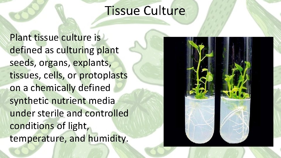 Tissue Culture Plant tissue culture is defined as culturing plant seeds, organs, explants, tissues,