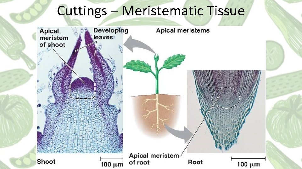 Cuttings – Meristematic Tissue 