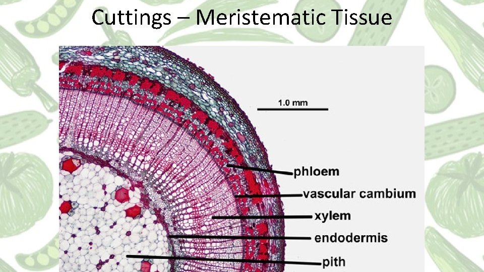 Cuttings – Meristematic Tissue 