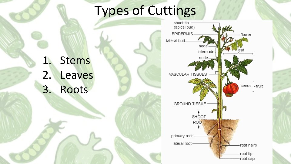Types of Cuttings 1. Stems 2. Leaves 3. Roots Types of Cuttings 1. Stems 2. Leaves 3. Roots