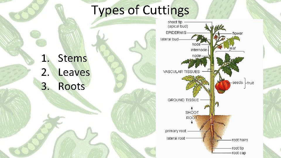 Types of Cuttings 1. Stems 2. Leaves 3. Roots 