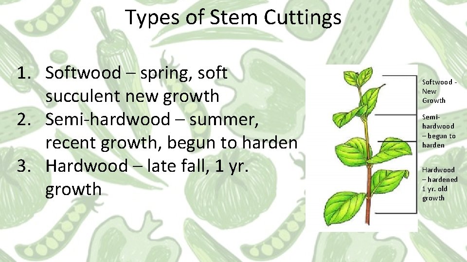 Types of Stem Cuttings 1. Softwood – spring, soft succulent new growth 2. Semi-hardwood Types of Stem Cuttings 1. Softwood – spring, soft succulent new growth 2. Semi-hardwood