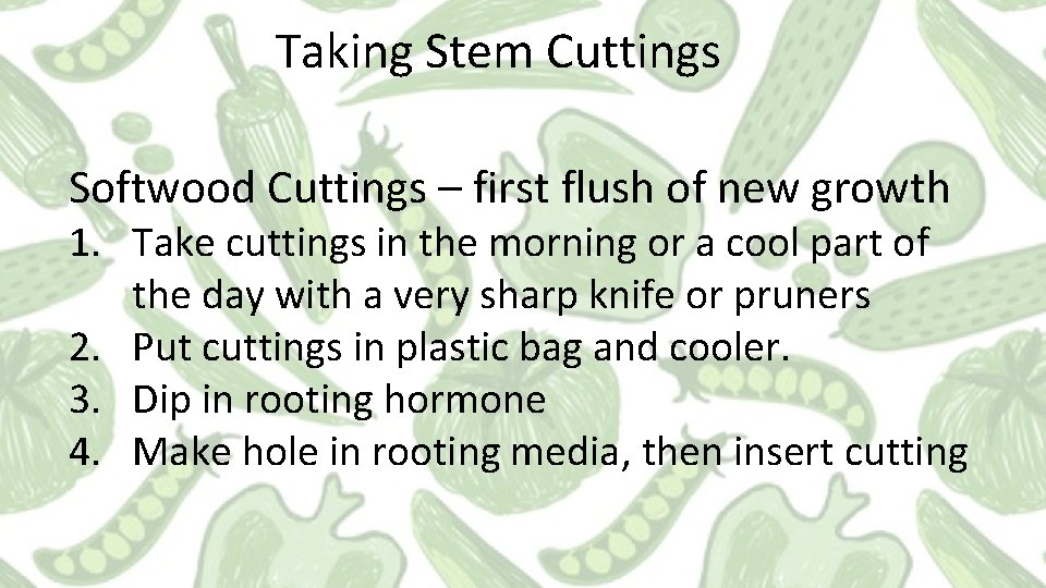 Taking Stem Cuttings Softwood Cuttings – first flush of new growth 1. Take cuttings