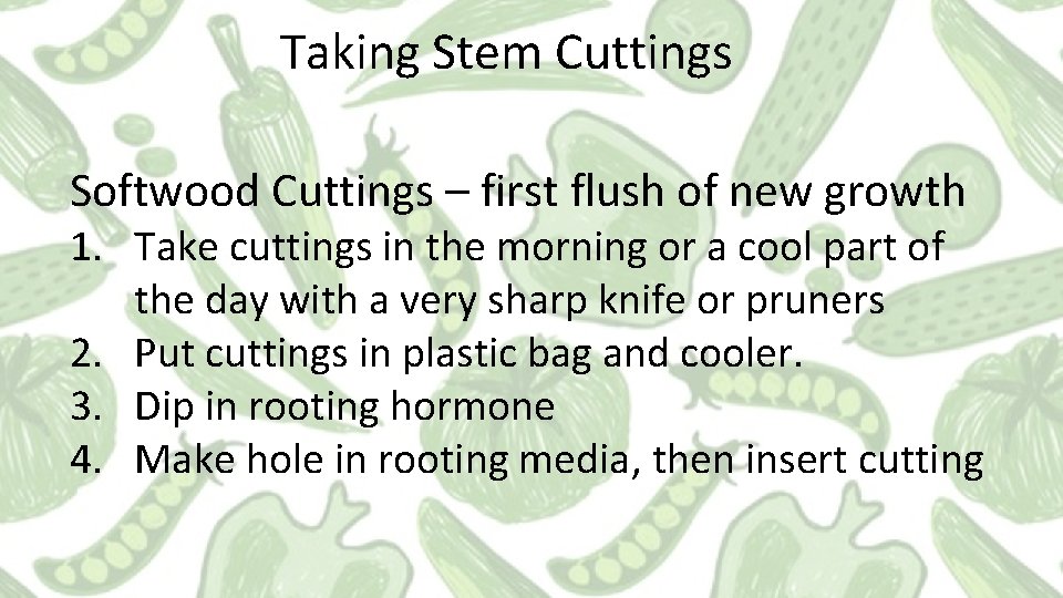 Taking Stem Cuttings Softwood Cuttings – first flush of new growth 1. Take cuttings Taking Stem Cuttings Softwood Cuttings – first flush of new growth 1. Take cuttings