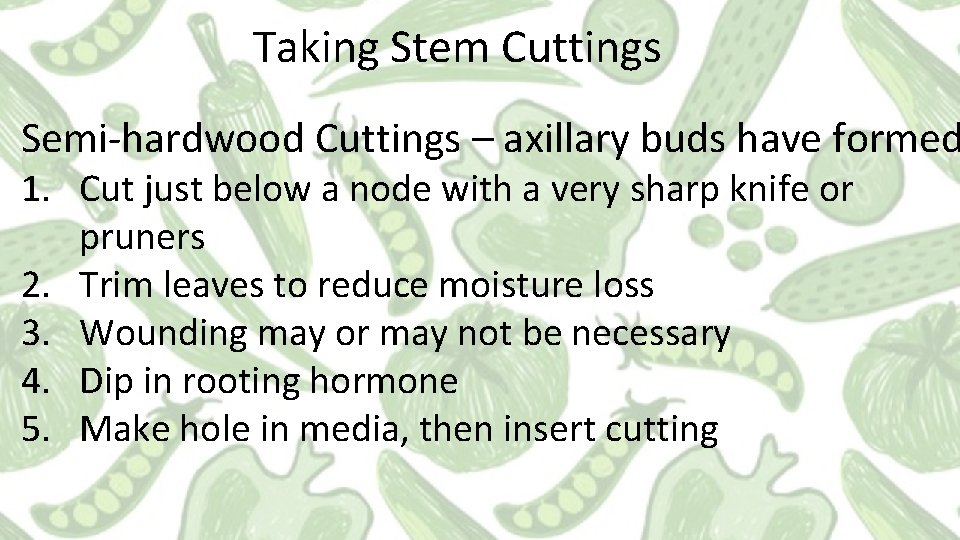 Taking Stem Cuttings Semi-hardwood Cuttings – axillary buds have formed 1. Cut just below