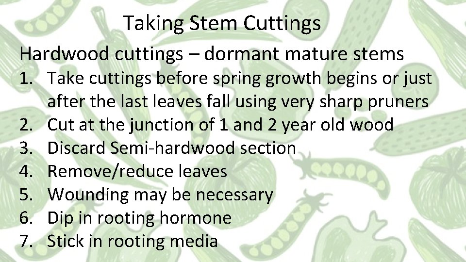 Taking Stem Cuttings Hardwood cuttings – dormant mature stems 1. Take cuttings before spring Taking Stem Cuttings Hardwood cuttings – dormant mature stems 1. Take cuttings before spring
