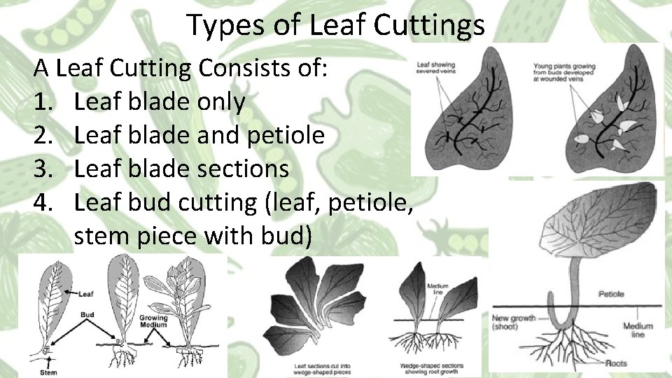 Types of Leaf Cuttings A Leaf Cutting Consists of: 1. Leaf blade only 2. Types of Leaf Cuttings A Leaf Cutting Consists of: 1. Leaf blade only 2.