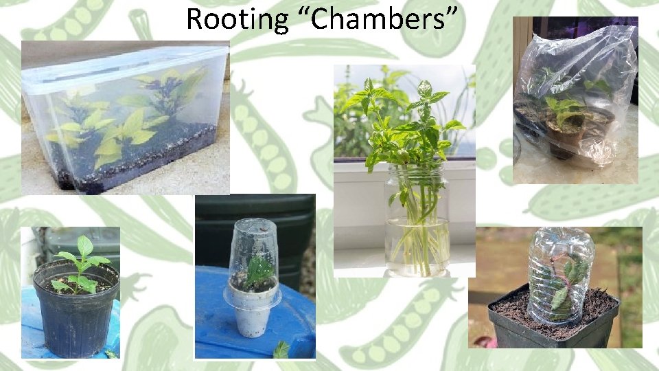 Rooting “Chambers” Rooting “Chambers”