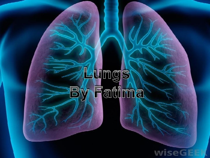 Lungs LUNGS By Fatima fatima 