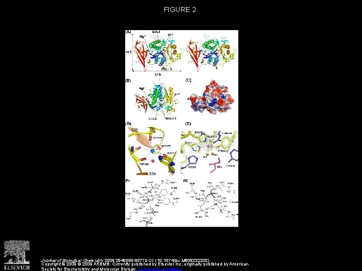 FIGURE 2 Journal of Biological Chemistry 2009 2849566 -9577 DOI: (10. 1074/jbc. M 808232200)