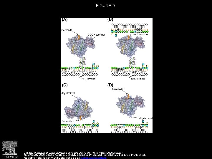 FIGURE 5 Journal of Biological Chemistry 2009 2849566 -9577 DOI: (10. 1074/jbc. M 808232200)
