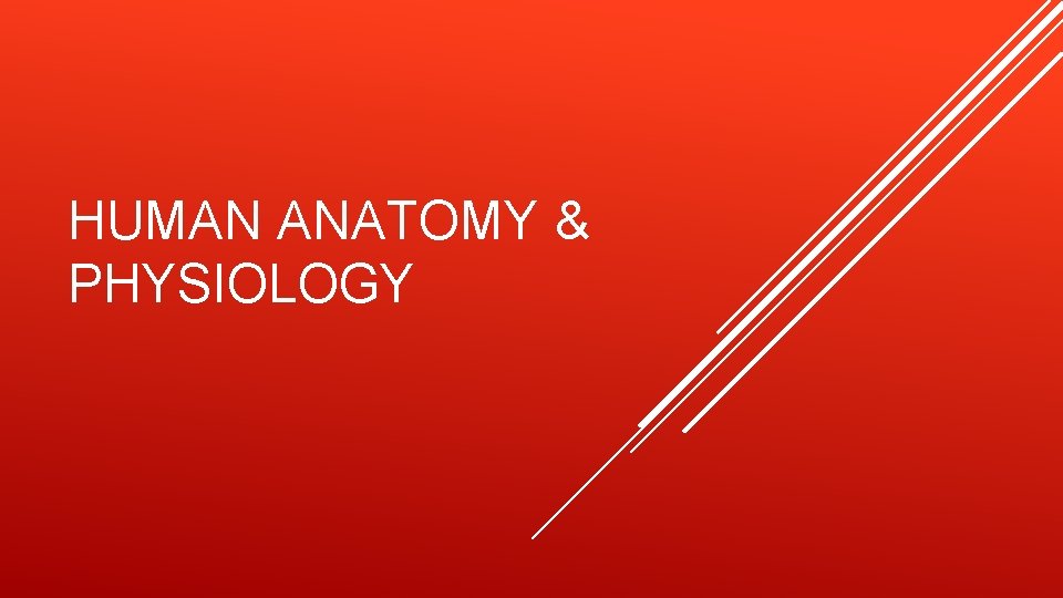 HUMAN ANATOMY & PHYSIOLOGY 