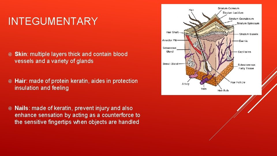 INTEGUMENTARY Skin: multiple layers thick and contain blood vessels and a variety of glands