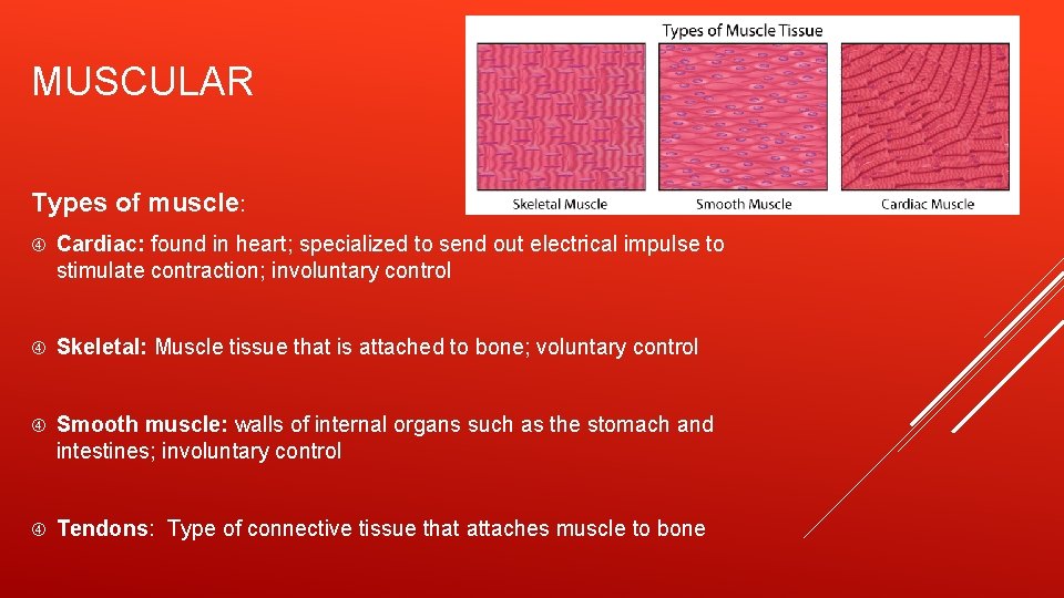 MUSCULAR Types of muscle: Cardiac: found in heart; specialized to send out electrical impulse