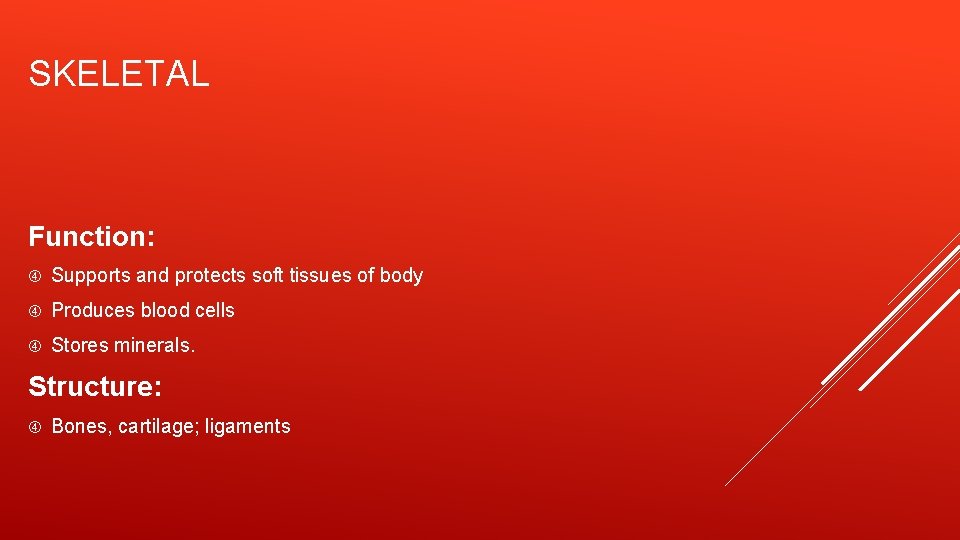 SKELETAL Function: Supports and protects soft tissues of body Produces blood cells Stores minerals.