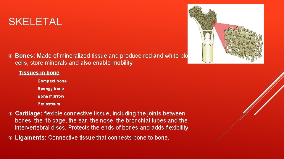 SKELETAL Bones: Made of mineralized tissue and produce red and white blood cells, store