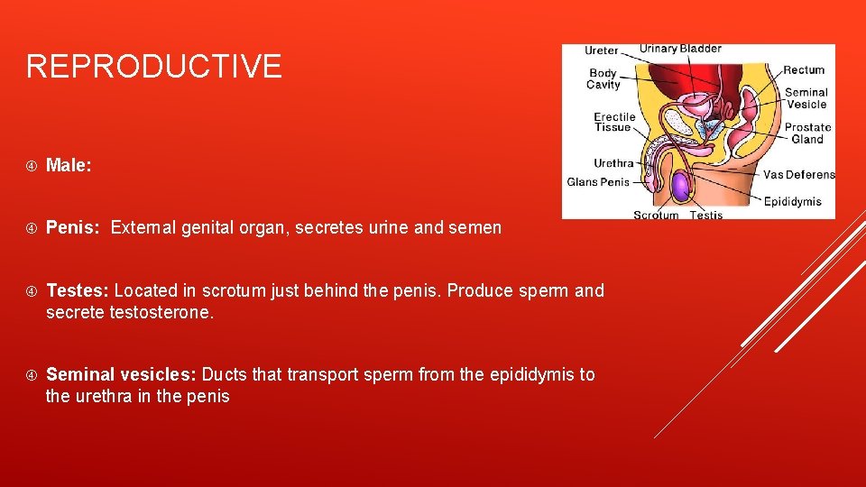 REPRODUCTIVE Male: Penis: External genital organ, secretes urine and semen Testes: Located in scrotum