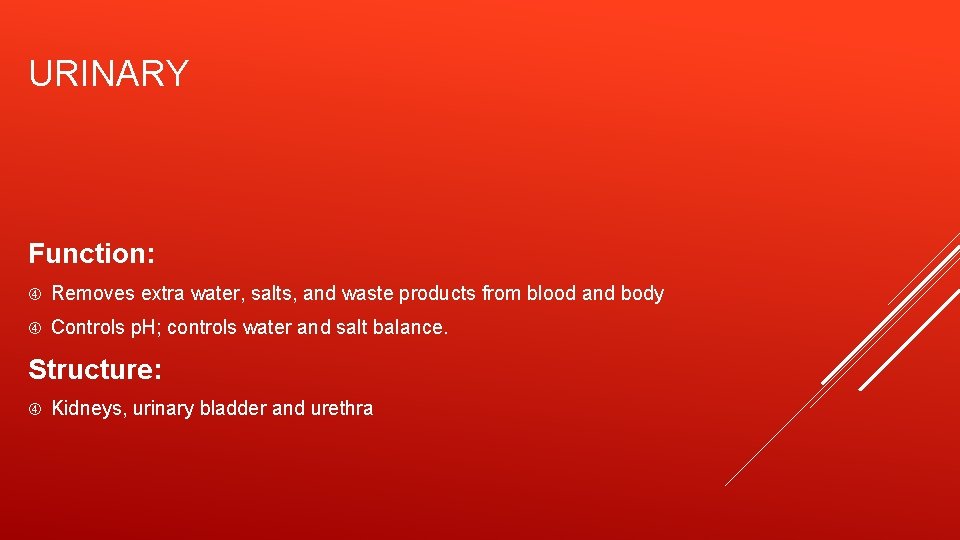 URINARY Function: Removes extra water, salts, and waste products from blood and body Controls