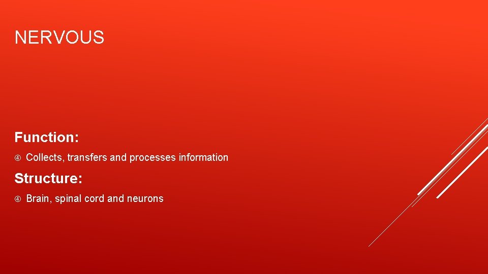 NERVOUS Function: Collects, transfers and processes information Structure: Brain, spinal cord and neurons 