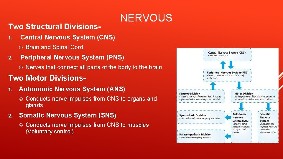 Two Structural Divisions 1. Central Nervous System (CNS) 2. NERVOUS Brain and Spinal Cord