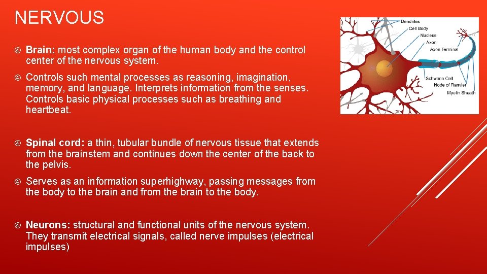 NERVOUS Brain: most complex organ of the human body and the control center of