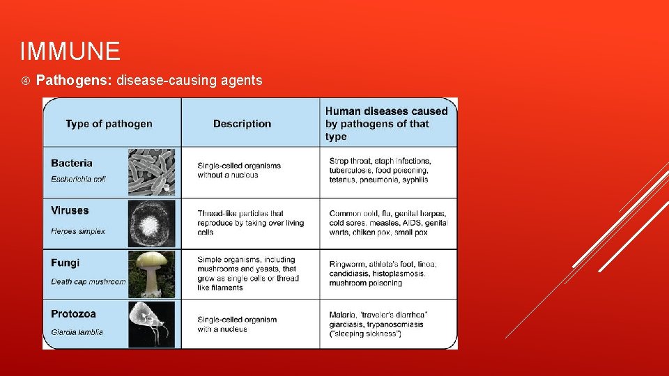 IMMUNE Pathogens: disease-causing agents 