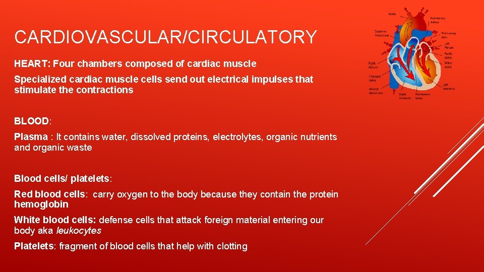 CARDIOVASCULAR/CIRCULATORY HEART: Four chambers composed of cardiac muscle Specialized cardiac muscle cells send out