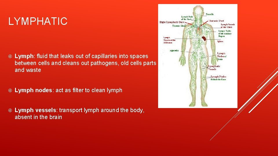 LYMPHATIC Lymph: fluid that leaks out of capillaries into spaces between cells and cleans