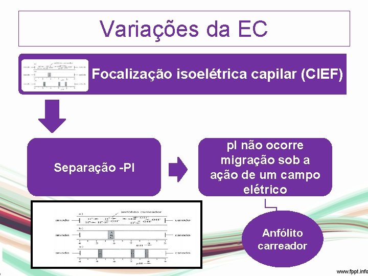 Variações da EC Focalização isoelétrica capilar (CIEF) Separação -PI p. I não ocorre migração