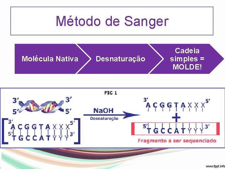 Método de Sanger Molécula Nativa Desnaturação Cadeia simples = MOLDE! 