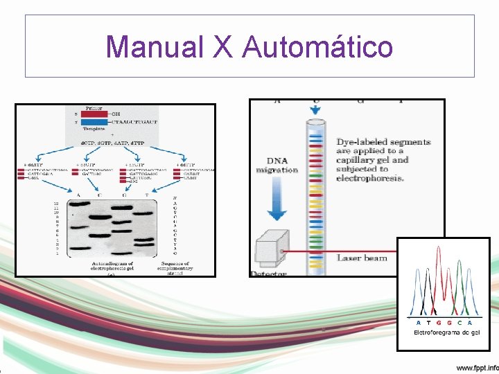 Manual X Automático 