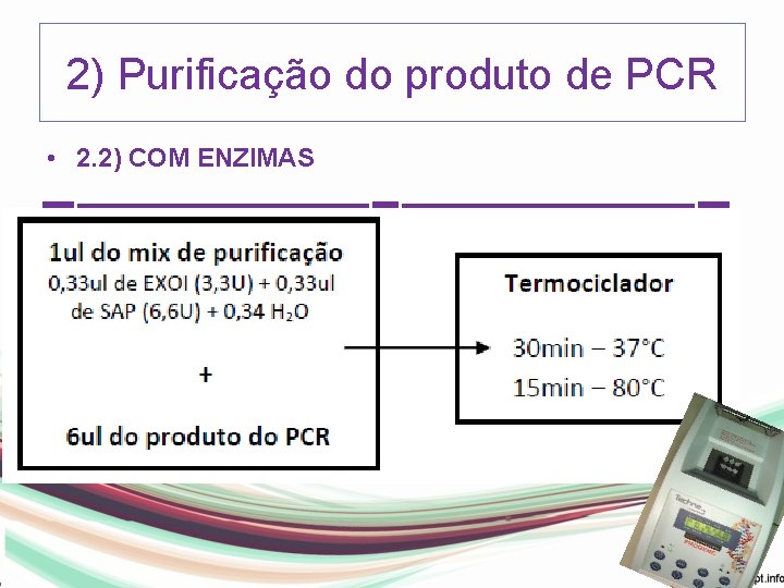 2) Purificação do produto de PCR • 2. 2) COM ENZIMAS Exonuclease I (EXO