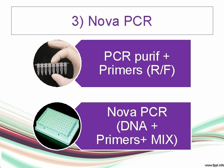 3) Nova PCR purif + Primers (R/F) Nova PCR (DNA + Primers+ MIX) 