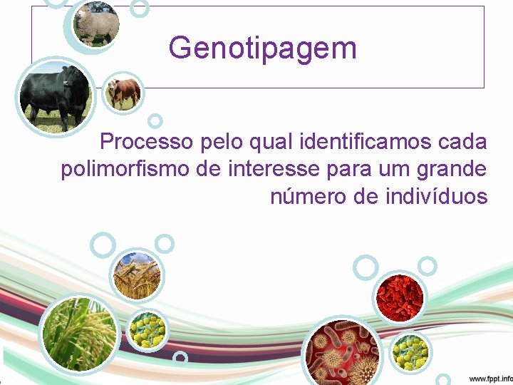 Genotipagem Processo pelo qual identificamos cada polimorfismo de interesse para um grande número de