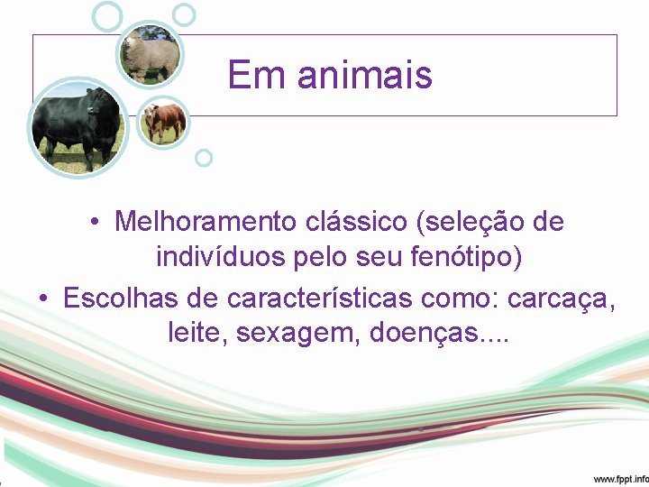 Em animais • Melhoramento clássico (seleção de indivíduos pelo seu fenótipo) • Escolhas de