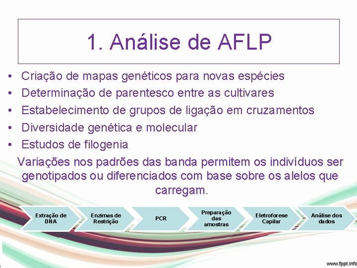 1. Análise de AFLP • • • Criação de mapas genéticos para novas espécies