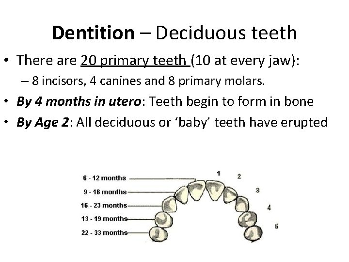 Dentition – Deciduous teeth • There are 20 primary teeth (10 at every jaw):