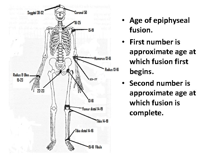  • Age of epiphyseal fusion. • First number is approximate age at which