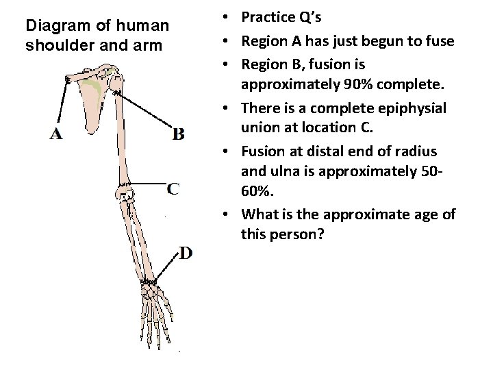 Diagram of human shoulder and arm • Practice Q’s • Region A has just