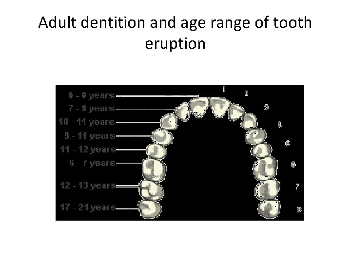 Adult dentition and age range of tooth eruption 
