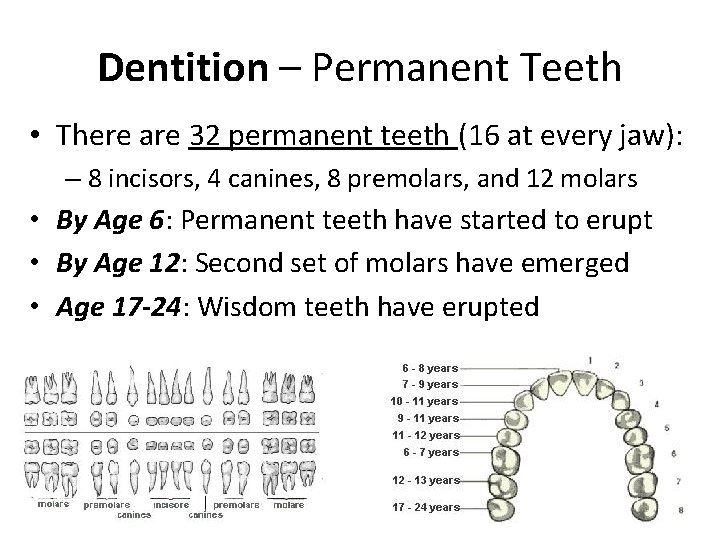 Dentition – Permanent Teeth • There are 32 permanent teeth (16 at every jaw):