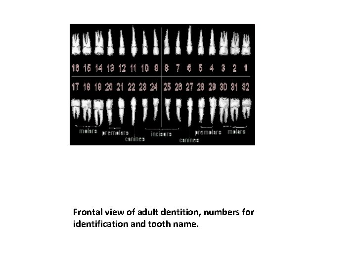 Frontal view of adult dentition, numbers for identification and tooth name. 