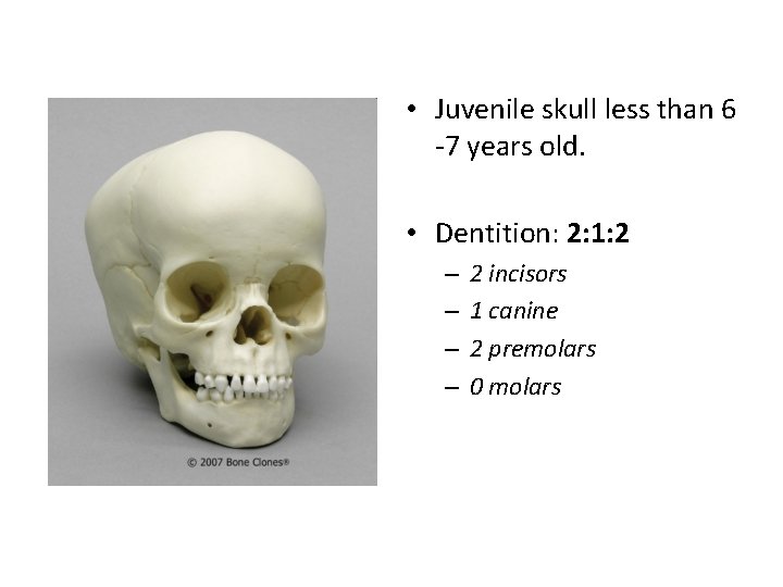  • Juvenile skull less than 6 -7 years old. • Dentition: 2: 1: