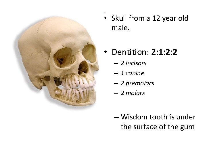  • Skull from a 12 year old male. • Dentition: 2: 1: 2: