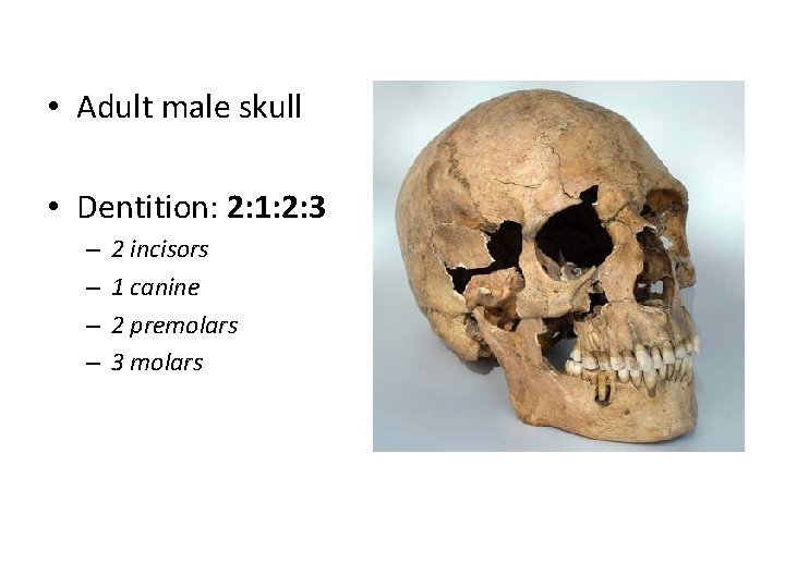  • Adult male skull • Dentition: 2: 1: 2: 3 – – 2