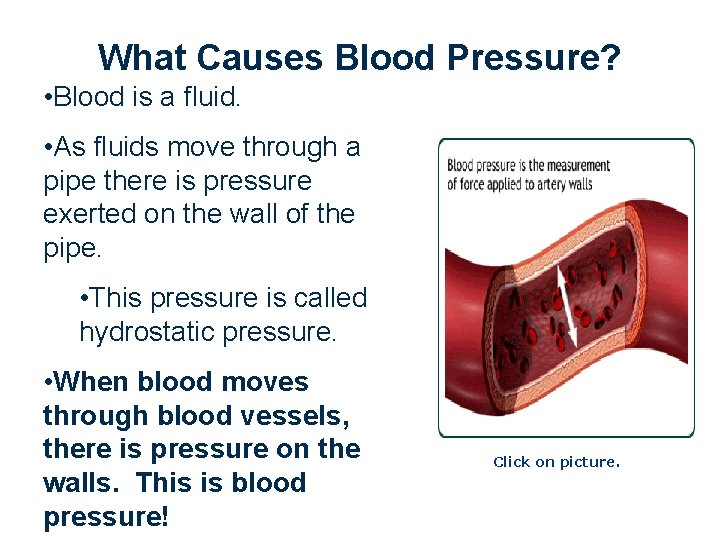 What Causes Blood Pressure? • Blood is a fluid. • As fluids move through